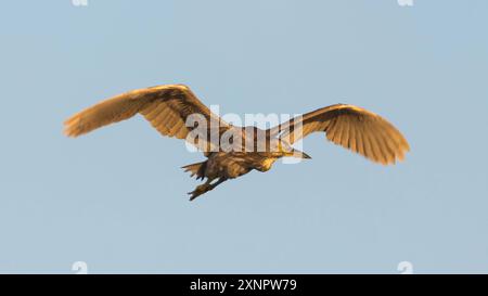 Schwarzgekrönter Nachthaber, Jugendlicher, fliegt bei Sonnenuntergang. Sunnyvale WPCP, Santa Clara County, Kalifornien. Stockfoto