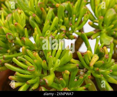 Crassula ovata gollum sukkulente Pflanze mit röhrenförmigen, trompetenförmigen Blättern roten Spitzen. Selektiver Fokus. Stockfoto