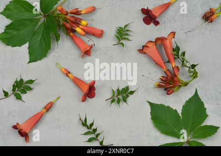 Textur mit orangefarbenen und roten Blüten und grünen Blättern. Draufsicht, grauer Hintergrund. Stockfoto