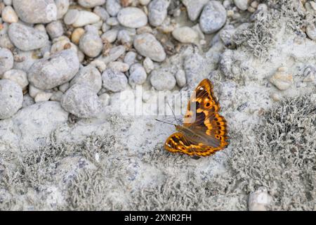 Ein kleiner lila Kaiserschmetterling, der auf dem Boden ruht, sonniger Tag im Sommer, Österreich Petronell-Carnuntum Österreich Stockfoto