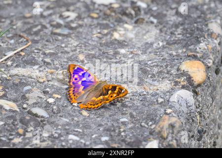 Ein kleiner lila Kaiserschmetterling, der auf dem Boden ruht, sonniger Tag im Sommer, Österreich Petronell-Carnuntum Österreich Stockfoto