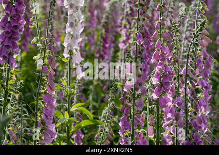 Digitalis purpurea, roter Fuchshandschuh in Blüte, lila Fuchshandschuh oder Damenhandschuh, Karlsbad, Tschechische Republik Stockfoto