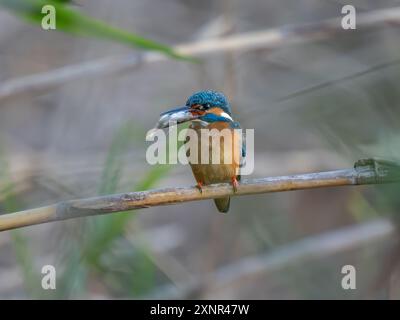 Gewöhnlicher Eisvogel Mit Fisch, Der Hoch Sitzt Stockfoto