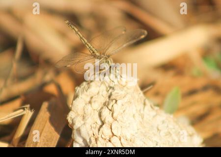 Natürliche Nahaufnahme auf einer kleinen Pincertail-Libelle, Onychogomphus forcipatus, bei Sonnenbaden auf weißem Stein in der Sommersonne. Stockfoto