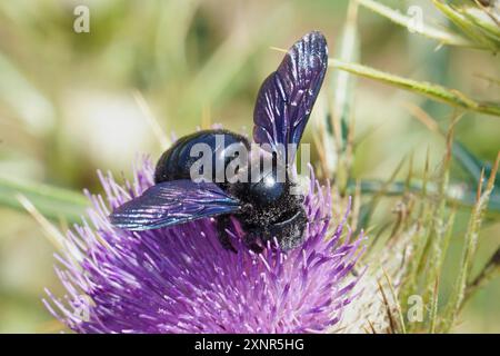 Ein Exemplar der violetten Zimmerbiene ernährt den Pollen an einer Marienblume, Xylocopa violacea, Apidae. Stockfoto