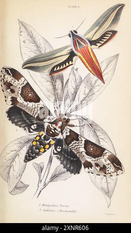 Metopsilus tersa; Sphinx Chionanthi handgemalte Platte aus dem Buch Entomology Exotic Moths von Duncan, James, 1804-1861 Band XXXI der NATURFORSCHUNGSBIBLIOTHEK. Veröffentlicht 1852 Stockfoto