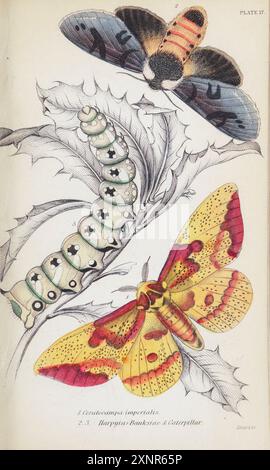 Ceratocampa imperialis (Eacles imperialis) ist ein Mitglied der Familie Saturniidae und der Unterfamilie Ceratocampinae. Sie kommt hauptsächlich im Osten Südamerikas und Nordamerikas vor, vom Zentrum Argentiniens bis zum Süden Kanadas.] Und Harpyia Banksize handgemalte Platte aus dem Buch Entomology Exotic Moths von Duncan, James, 1804-1861 Band XXXI der NATURFORSCHUNGSBIBLIOTHEK. Veröffentlicht 1852 Stockfoto