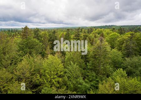 Der Hochwanderweg des Baumwipfelpfades Schwarzwald, im Schwarzwald Stockfoto