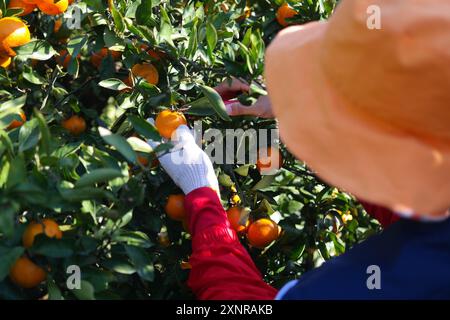 Landwirt pflückt Mandarinen vom Baum im Obstgarten Stockfoto