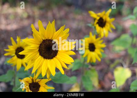 Schöne Sonnenblumen blühen im Garten Stockfoto