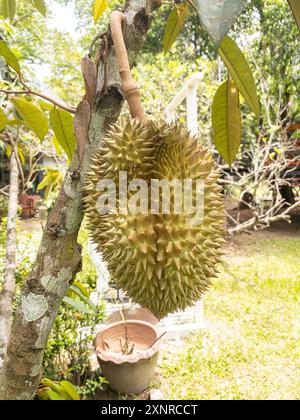 Nahaufnahme einer Dura-Frucht, die an einem Baumzweig in einem Garten hängt und ihr stacheliges Äußere und natürliches Wachstum zeigt. Stockfoto