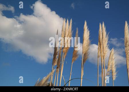 Pampas Gras vor dem blauen Himmel mit weißen Wolken im Hintergrund Stockfoto