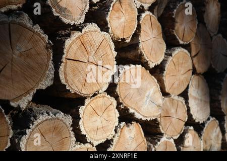 Holzhaufen aus gehacktem Brennholz, für den Winter vorbereitet Stockfoto