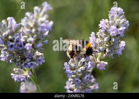 Eine Hummel (Bombus lucorum) besucht am 1. August 2024 Lavendelpflanzen in einem Vorstadtgarten im Süden Londons in London, England. Bienen, vor allem wilde Einzelbienen und Hummeln, sind weltweit stark rückläufig. Im Vereinigten Königreich haben wir bereits etwa 13 Arten verloren, und weitere 35 sind derzeit gefährdet. Die häufigste Ursache für den Rückgang der Bienen ist die Intensivierung der Landwirtschaft, die durch den verstärkten Einsatz von Pestiziden noch verstärkt wird. Bienen sind auch gute Indikatoren für eine gesunde Umwelt und Veränderungen in den Jahreszeiten stören die Blütezeiten und die Verfügbarkeit von Nahrung, Unterkunft und Nistsitz Stockfoto