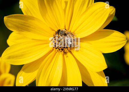 Eine europäische Honigbiene (APIs mellifera) sammelt am 7. August 2019 in London Pollen aus Staubblättern einer Helianthus-Blüte. Bienen, vor allem wilde Einzelbienen und Hummeln, sind weltweit stark rückläufig. Im Vereinigten Königreich haben wir bereits etwa 13 Arten verloren, und weitere 35 sind derzeit gefährdet. Die häufigste Ursache für den Rückgang der Bienen ist die Intensivierung der Landwirtschaft, die durch den verstärkten Einsatz von Pestiziden noch verstärkt wird. Bienen sind auch gute Indikatoren für eine gesunde Umwelt und Veränderungen in den Jahreszeiten stören die Blütezeiten und die Verfügbarkeit von Stockfoto