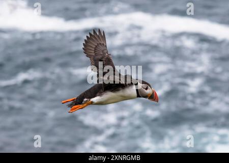 Ein Atlantischer Papageientaucher, Fratercula arctica, im Flug über das Meer bei Sumburgh Head, Shetland. Stockfoto