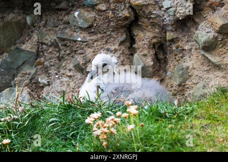 Fulmar, Fulmarus Glacialis, ein Mädchen auf den Klippen bei Sumburgh Head, Shetland. Stockfoto