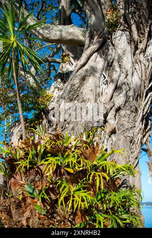 Moreton Bay Feigenbaum in der Stadt Russell - Neuseeland Stockfoto