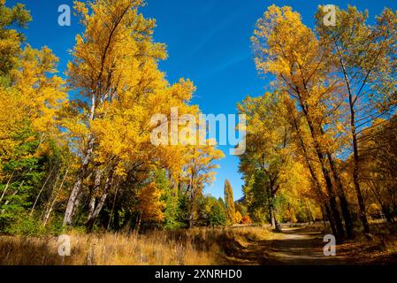 Bush Creek Erholungsgebiet in Arrowtown - Neuseeland Stockfoto