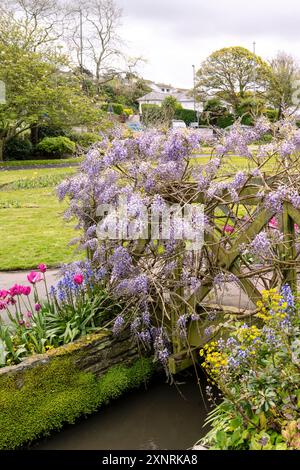 Eine atemberaubende Wisteria sinensis, die über einer hölzernen ornamentalen Fußbrücke in den preisgekrönten historischen Trenance Gardens in Newquay in Cornwall, Großbritannien, wächst. Stockfoto