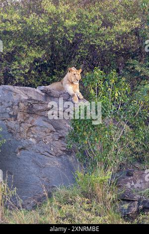 Ein junger männlicher Löwe, panthera leo, auf einem Felsvorsprung an der Masai Mara, Grenze zur Serengeti. Diese Katze hat einen hohen Aussichtspunkt genommen, um Beute zu beobachten. Stockfoto