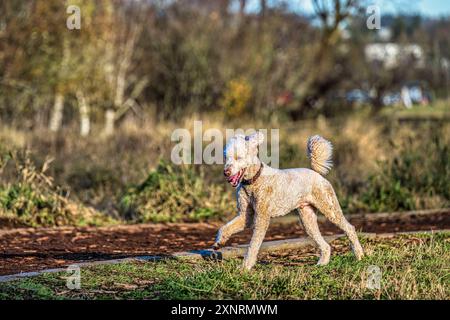 Ein glücklicher Pudel, der im Herbst an der Leine in redmond Washington auf einem Pfad in einem Park spaziert Stockfoto