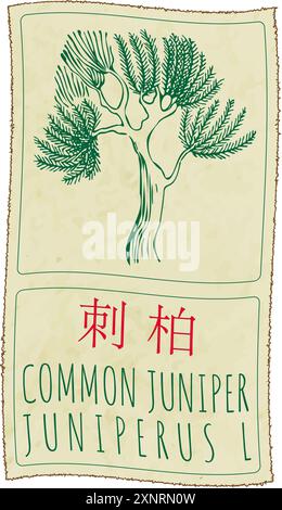 Vektorzeichnung GEMEINSAMER WACHOLDER auf Chinesisch. Handgezeichnete Abbildung. Der lateinische Name ist JUNIPERUS L. Stock Vektor