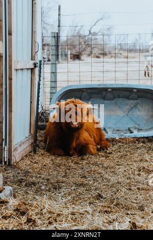 Das haarige Highlander Kalb erholt sich Stockfoto