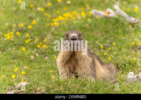 Murmeltier im Talkessel Cirque d'Estaubé in den Pyrenäen bei Gavarnie-Gèdre, Frankreich, Europa | Marmot am Cirque d'Estaubé, Pyrénées bei Gavar Stockfoto