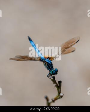 Nahaufnahme der blauen Libelle, die im Sommer auf dem Zweig thront. Stockfoto