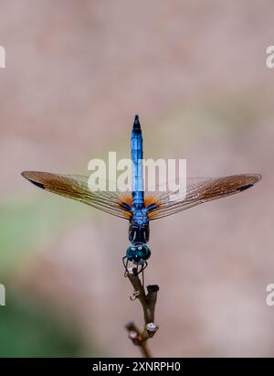 Nahaufnahme der blauen Libelle, die im Sommer auf dem Zweig thront. Stockfoto