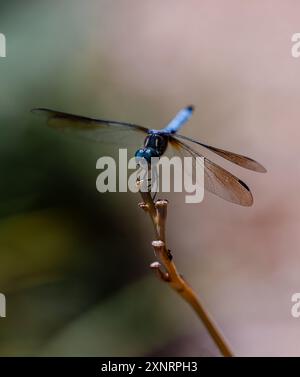 Nahaufnahme der blauen Libelle, die im Sommer auf dem Zweig thront. Stockfoto