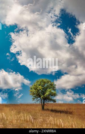 Einsamer Baum auf einem Hügel mit bewölktem Himmel Stockfoto