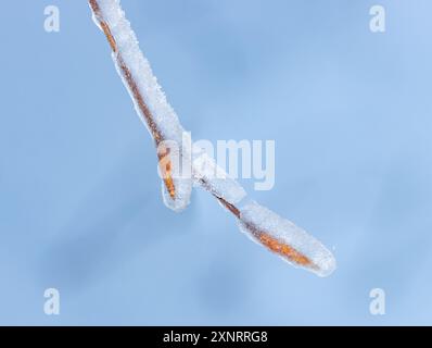 Schnee mit Frost auf einem Baumzweig mit Knospen, Nahaufnahme. Stockfoto