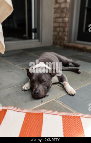 Grauer und weißer Hund, der auf dem Terrassenboden in der Nähe der gestreiften Matte liegt Stockfoto