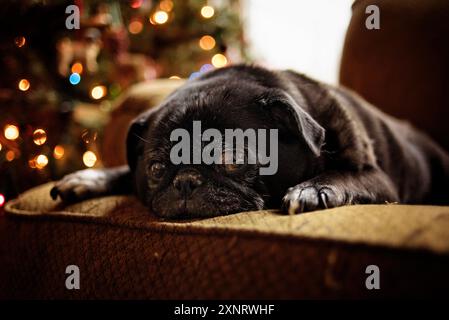 Schwarzer Mops Hund auf der Couch vor dem Weihnachtsbaum Stockfoto