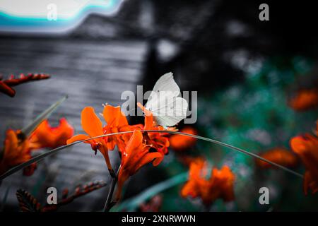 Nahaufnahme von Butterfly auf Daisy Stockfoto