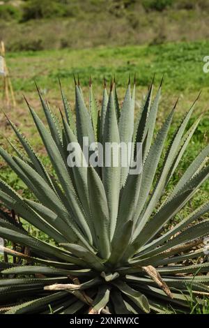 Nahaufnahme des Agave-Kaktuswerks für Mezcal in Oaxaca, Mexiko. Stockfoto