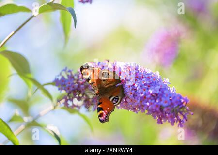 Ein PfauenSchmetterling, der an einem Sommernachmittag in einem englischen Landgarten, Buddleja davidii, die Pollen aus einer violetten Buddleia-Blume extrahiert Stockfoto