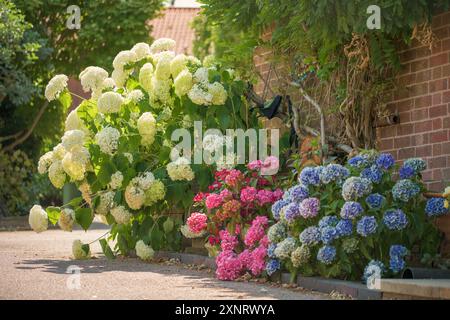 Drei Hortensie-Sträucher, die in ihren jeweiligen blauen, rosa und weißen Blumenköpfen blühen. Stockfoto