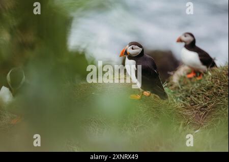 Großaufnahme von Papageientauchern, die auf einer Klippe in Borgarfjarðarhöfn, Island, stehen. Stockfoto