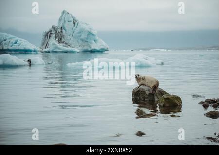 Segel mit Eisbergen Gletscherlagune in Jökulsarlon, Island Stockfoto