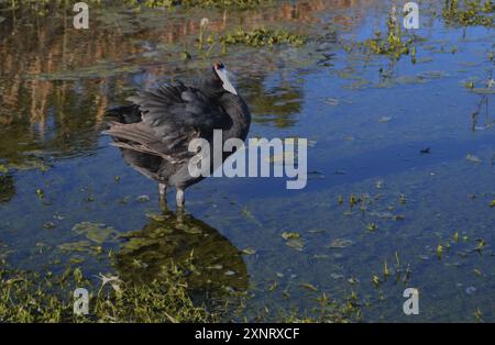 Ausgewachsene Rothühnelfedern (Fulica cristata) am Vierlanden Damm, Durbanville Western Cape. Stockfoto