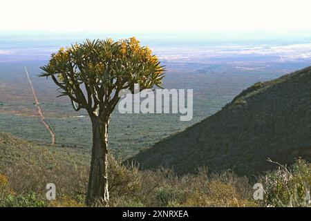 Blühender Quiver Baum an den Hängen des Vanrhyns Pass mit Panoramablick auf Knersvlakte, Namaqualand. Stockfoto