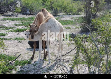 Dromedare Kamelkuh mit ihrem Kalb an der Westküste Südafrikas. Stockfoto