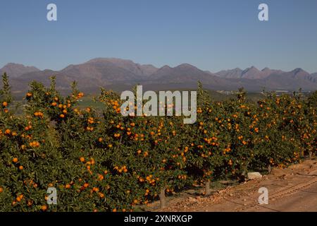 Zitrusbäume auf der N7 in der Nähe von Citrusdal im Gebiet der Westküste. Stockfoto