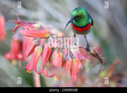 Der Doppelkollaierte sunbird (Cinnyris chalybeus) sammelt Nektar des Schweineohrs (Cotyledon orbiculata) in Darling, Swartland, Südafrika. Stockfoto