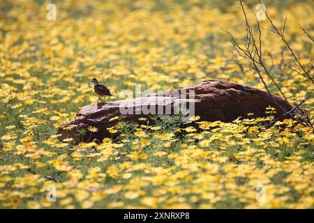 Ein Feld von orange-gelben Fallschirmfliegen (Ursinia) mit Rufus-Nape-Lerche (Mirafra africana) auf dem Ackerland von Namaqualand. Stockfoto