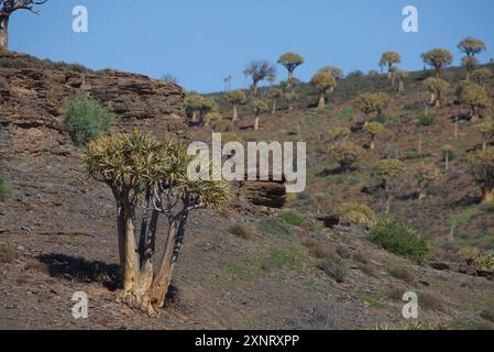 Köcherbaumwald zwischen Nieuwoudtville und Loeriesfontein in Nordkap, Südafrika Stockfoto