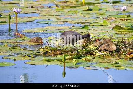 Ein Rotknöpfling, der sein Küken auf einem Lilienteich mit dem Nest aus aquatischem Pflanzenmaterial füttert. Stockfoto